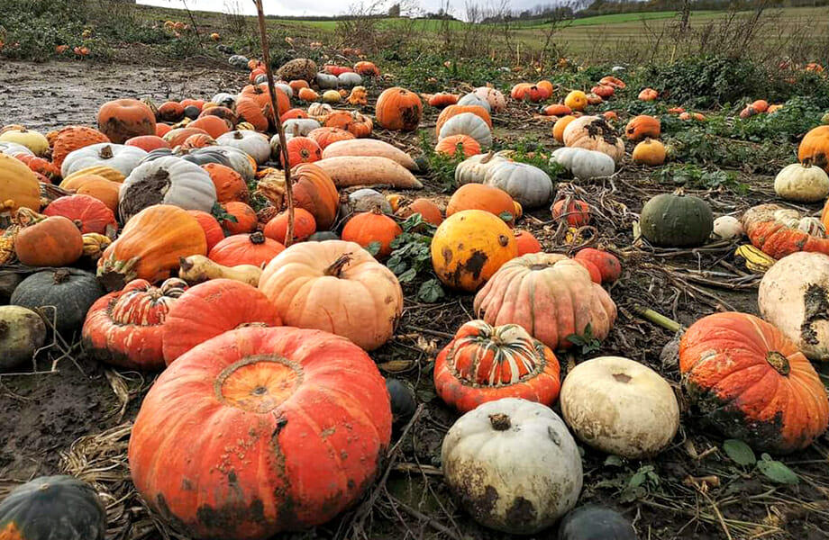 Campo di zucche di Sussex Surplus e Feedback Global