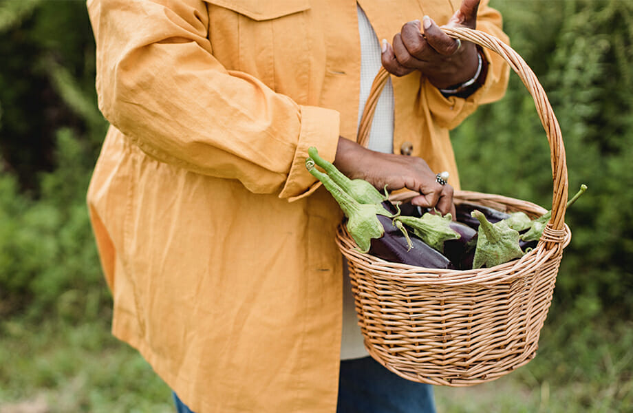 Mujer en el campo recolectando berenjenas, que podrían elaborarse en conserva y ser una oportunidad de negocio para agricultores