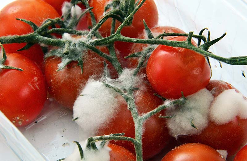 Tomate avec moisissures, nécessité d’appliquer des méthodes de conservation aux aliments