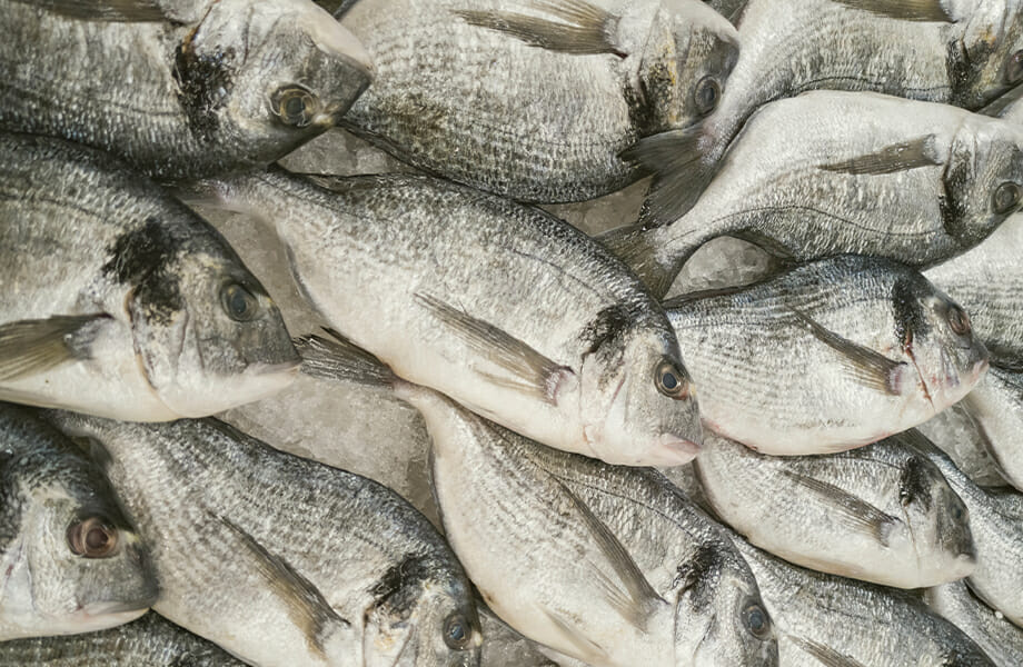 Lebensmittel, die in einem TERRA Food-Tech Autoklaven sterilisiert werden können: Fisch